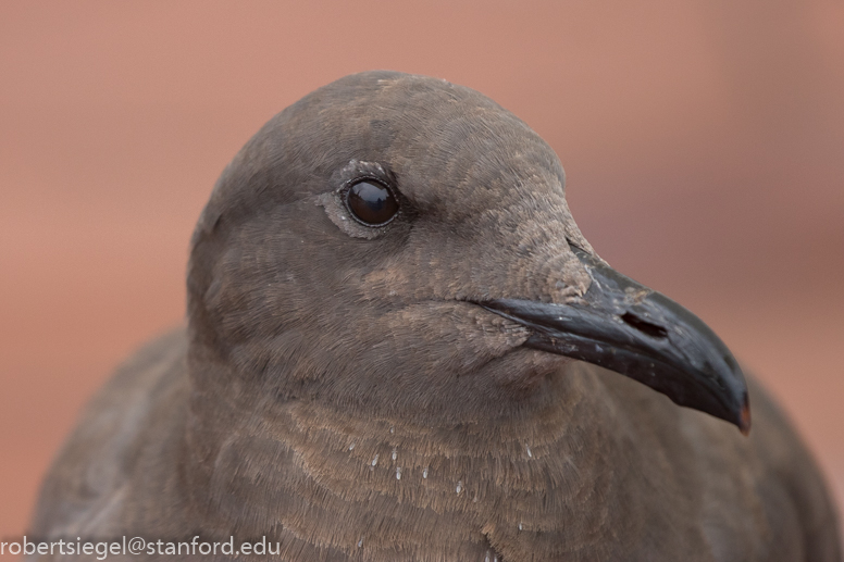 galapagos